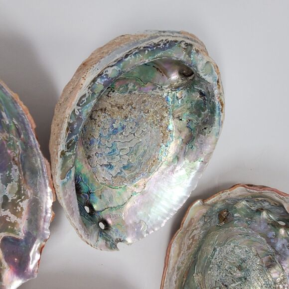 Vintage lot LARGE MOTHER OF PEARL CALIFORNIA ABALONE SHELL UNPOLISHED - Picture 5 of 8
